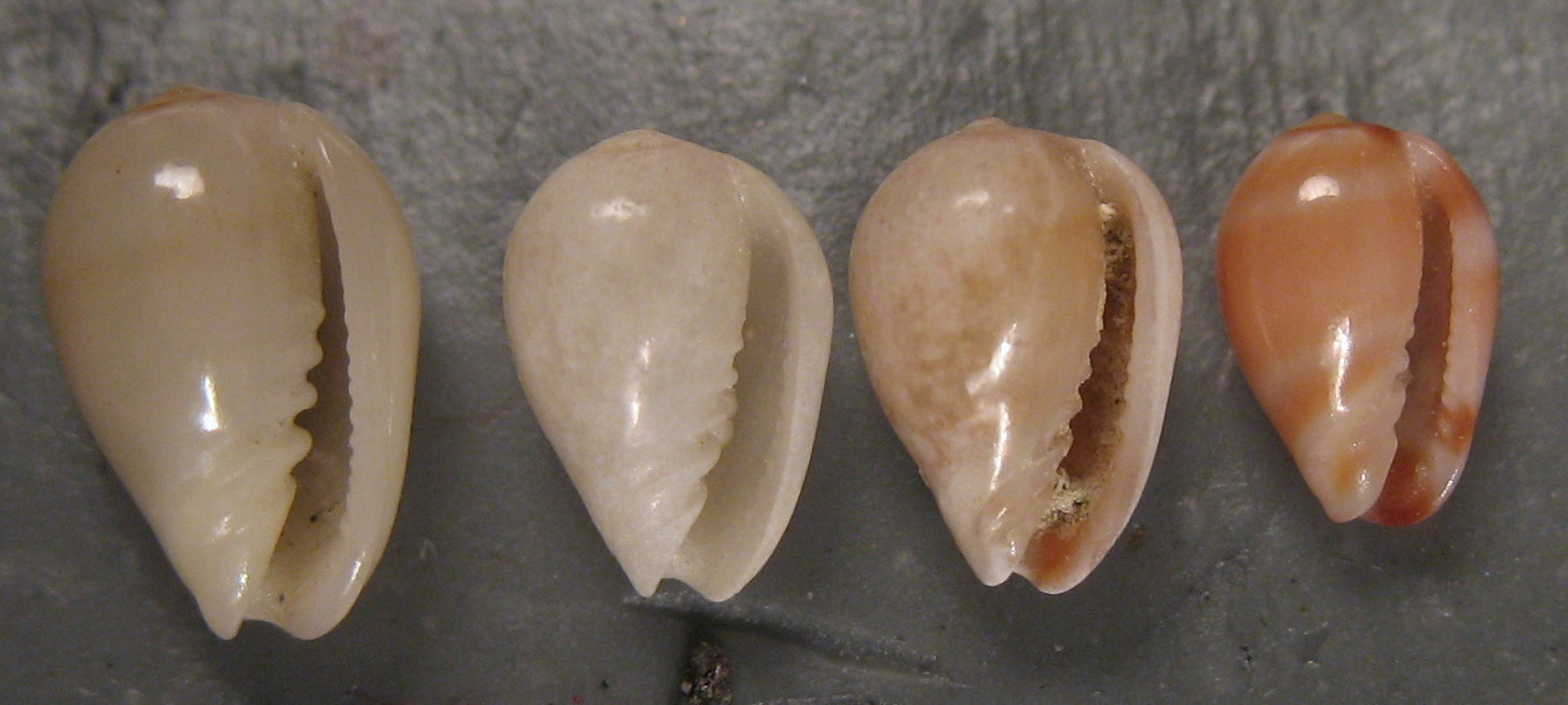 Riflessioni su Gibberula caelata e reconcdita